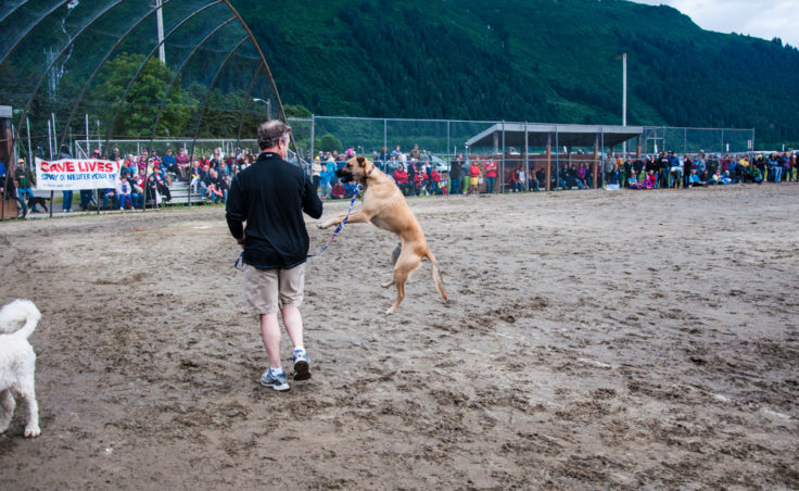 Super Dog Frisbee Contest