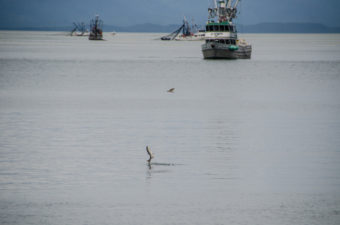 Salmon were jumping out of the water in Amalga Harbor.