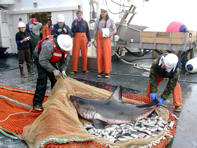 This salmon shark was released after being freed from the trawl net