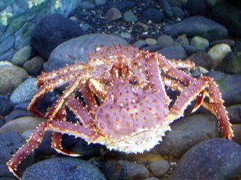 A "grasping pair" of male and female red king crab.