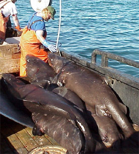 Pacific sleeper sharks caught on a research vessel in the Gulf of Alaska.