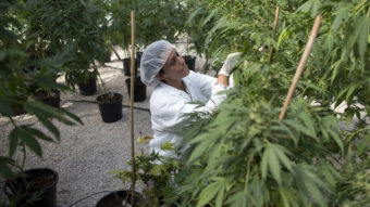 A new free market for medical marijuana in Canada will replace small growers with large-scale indoor farms, such as this one in Israel, seen in a photo from last year. Menahem Kahana/AFP/Getty Images