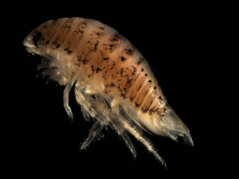 The speckled sea louse. Wikipedia Commons