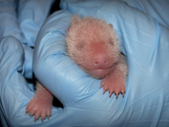 The Smithsonian National Zoo's newest giant panda on Aug. 25, two days after her birth. National Zoo/UPI/Landov
