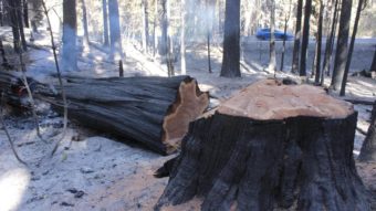 A charred tree rests on the forest floor after being sawn down to a stump Friday. Firefighters are still working to contain the Rim Fire, which is now the third-largest wildfire in California's history. Mike McMillan/U.S. Forest Service