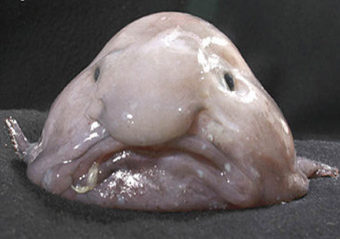 The blobfish -- world's ugliest animal? (Public Domain photo from NOAA)