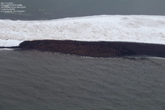 Thousands of walruses haul out on a barrier island beach near Point Lay in the Chukchi Sea. (Credit: NOAA)