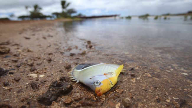 One of the fish thought to have died because of the molasses spill off Honolulu. Hugh Gentry /Reuters/Landov