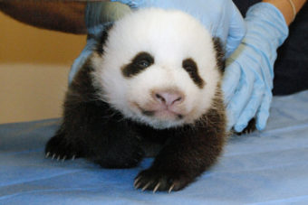 The panda cub now weighs 5 pounds. This photo was taken Tuesday. Courtney Janney/Smithsonian's National Zoo