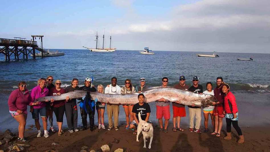 People hoist the body of an 18-foot oarfish that was discovered in Toyon Bay at Catalina Island off the California coast. Courtesy of Catalina Island Marine Institute People hoist the body of an 18-foot oarfish that was discovered in Toyon Bay at Catalina Island off the California coast. Courtesy of Catalina Island Marine Institute