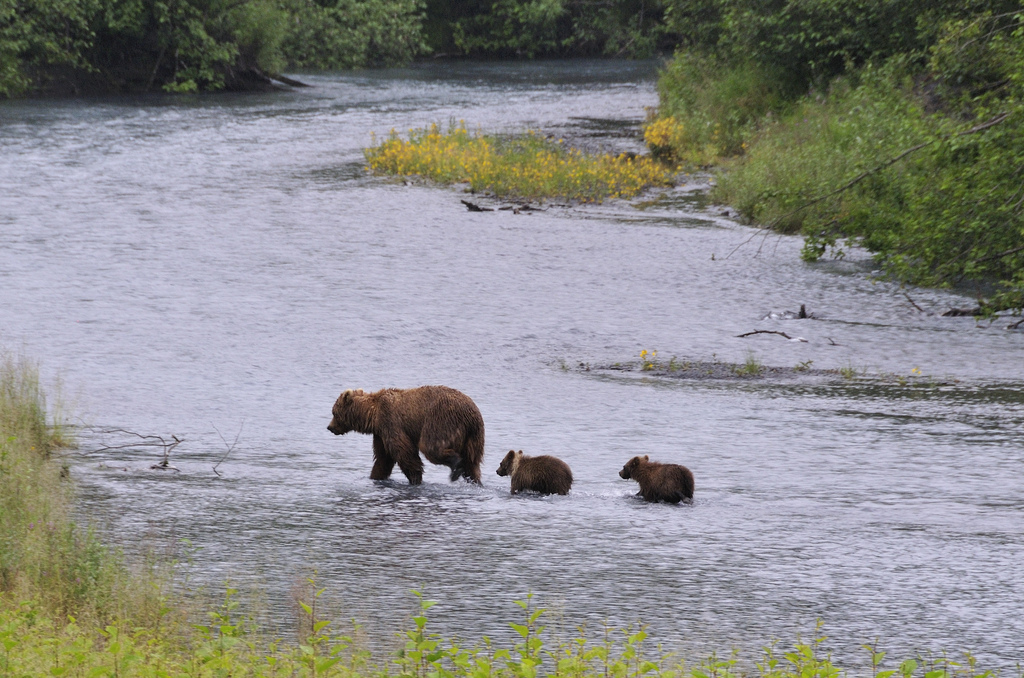 A fishing guide on River Talachulitna with a shot gun as protection against  Bears Stock Photo - Alamy