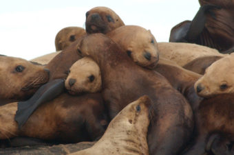 Group of eastern Steller sea lions, taken during research conducted by Alaska Department of Fish and Game in 2007. (Photo by Jamie King/ADFG)