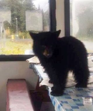 Smokey, an orphaned black bear cub, has gone viral on Facebook. Sitka’s Fortress of the Bear has offered to house the animal. (Photo courtesy Angels for Animals Network Facebook page.)