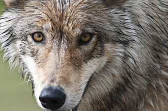 A Denali wolf. (National Park Service photo/ Tim Rains)