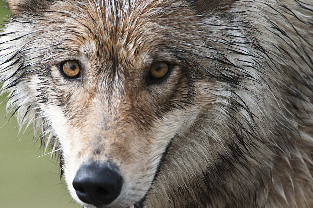 Denali wolf. (NPS Photo/ Tim Rains)