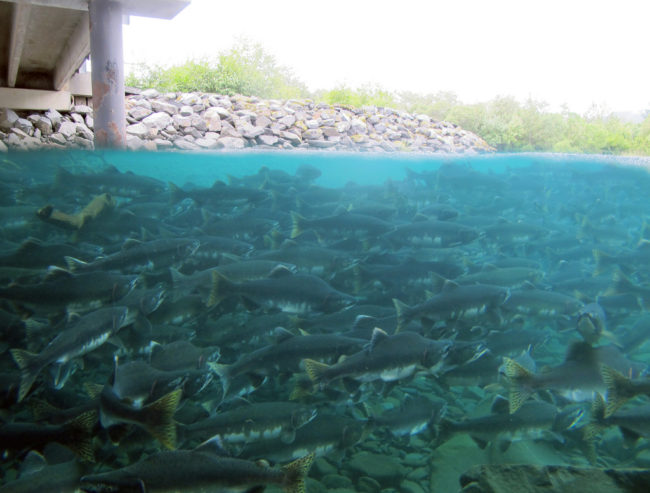 Pink (humpy) salmon migrating up Sargent Creek on Kodiak Island. (Photo courtesy USFWS/K.Mueller)