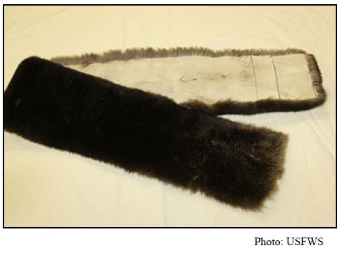 Scarf / neck roll—made from sea otter pelt that has been cut, but has not been stitched or lined. USFWS says this item is not significantly altered.