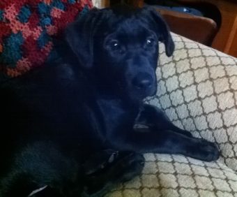 This mixed black lab puppy went missing this morning, Dec. 31, 2013. The male 16-week-old dog was last seen off Back Loop Road. He is not wearing a collar. (Photo courtesy of Mary Bresel)