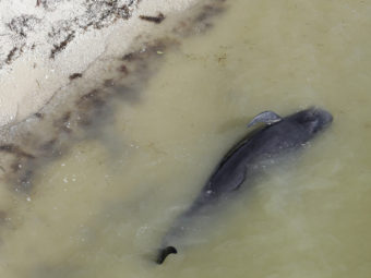 A dead pilot whale lies near the beach in a remote area of Florida's Everglades National Park, on Wednesday. Lynne Sladky/AP