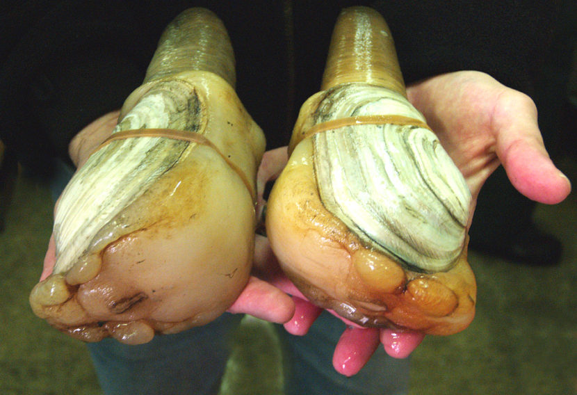 Geoducks are the largest burrowing clam in the world and can also live more than 100 years. (Photo courtesy USDA)