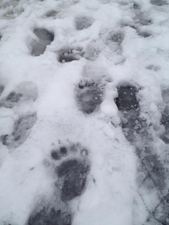 Bear tracks in the snow on Starr Hill in downtown Juneau in December. Photo courtesy Mary Feldt.