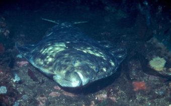 Pacific halibut. (Courtesy of NOAA FishWatch)
