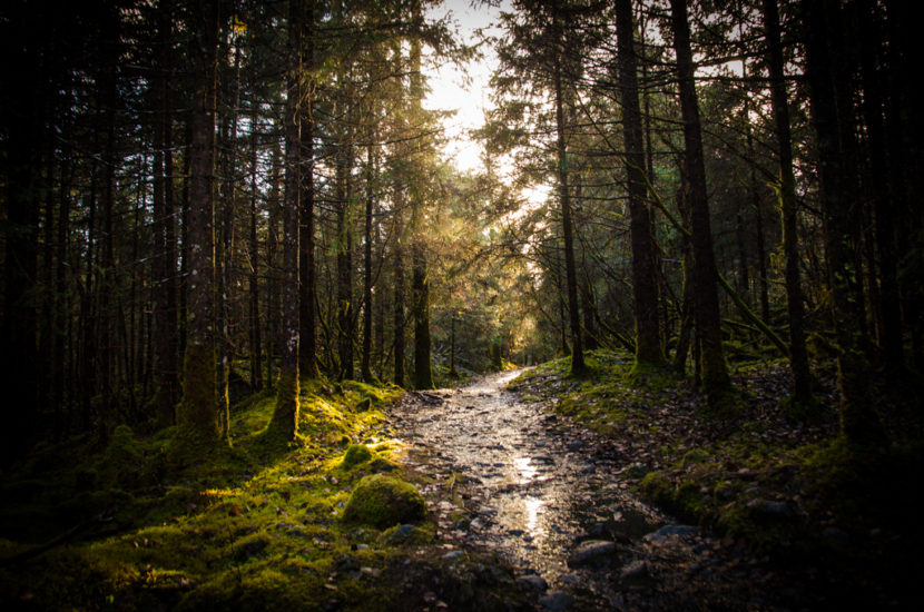 Part of the West Glacier Trail. (Photo by Heather Bryant/KTOO)