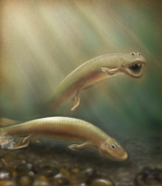 An updated rendering of Tiktaalik based on new research published in PNAS. Kalliopi Monoyios