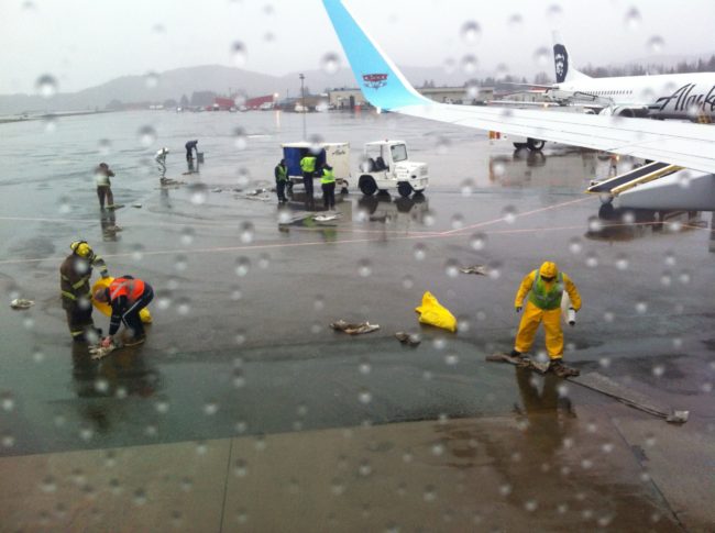 Two to three gallons of fuel spilled from Alaska Airlines Flight 76 when the auto shut-off failed to work. (Photo courtesy of Marian Call)