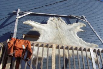 A polar bearskin drying on a frame on a porch in Pangnirtung, Nunavut, Canada. (Photo by Mike Beauregard/Flickr Creative Commons)