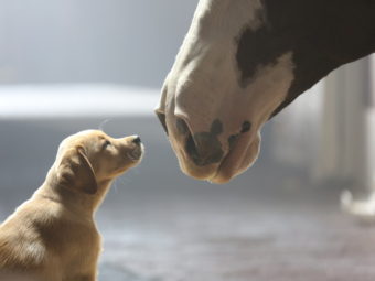Puppy + Clydesdale = awww. Anheuser-Busch.com