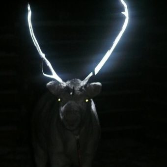 His antlers are so bright. (Reindeer Herders' Association (of Finland))