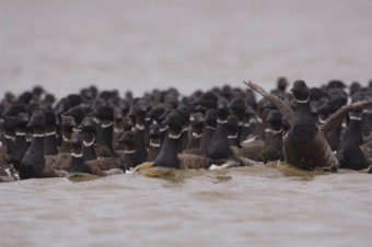 Black brant geese molt on the North Slope’s Teshekpuk Lake. (Photo by Tyler Lewis, USGS.)