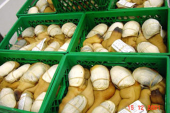 Geoducks for sale. (Photo courtesy Alaska Department of Fish and Game.)