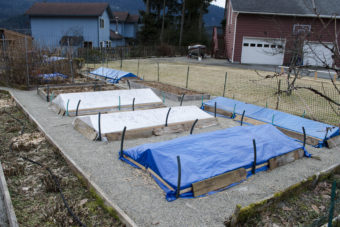 A Juneau garden prepared for the winter. (Photo by Aaron Russell)