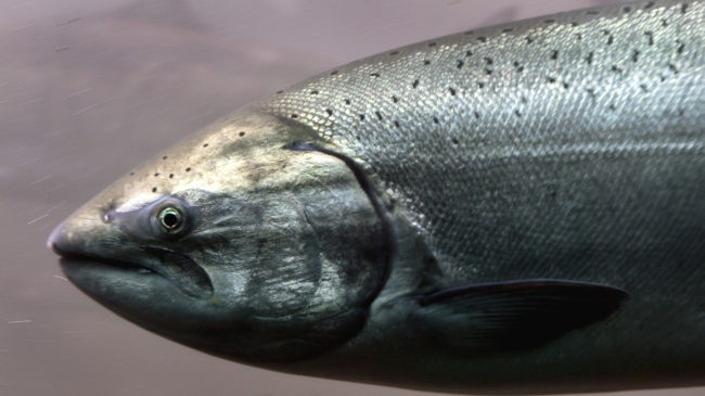 A fish that knows the way to go: the Chinook salmon, which appears to use the Earth's magnetic field to navigate ocean waters and rivers. Jeff T. Green/Getty Images