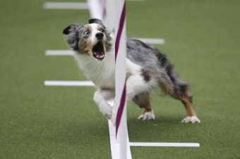 Sky, an Australian shepherd, runs the weave poles with the intensity of an Olympian during the Masters Agility Championship at Westminster on Saturday. John Minchillo/AP