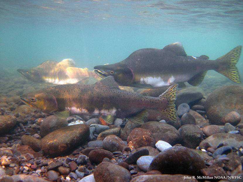 Fishing fleets caught 219 million pink salmon last year. (Photo courtesy NOAA fisheries)