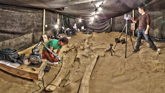 Adam Metallo, left, and Vince Rossi from the Smithsonian's Digitization Program use a high-resolution laser arm and medium-range laser scanners to document one of the most complete fossil whales at the site in Chile. Smithsonian Institution