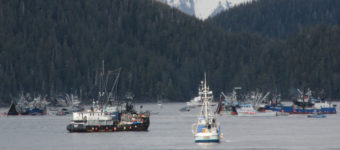 Seiners in Starrigavan Bay during the first opening of Sitka’s 2014 sac roe herring fishery. (Photo by Rachel Waldholz/KCAW)
