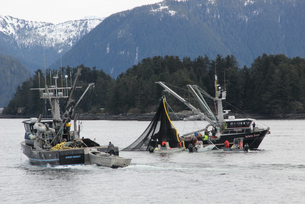 The seiner Infinite Grace pursing up during the third opening in the Sitka Sound sac roe herring fishery, on Wednesday, March 26, 2014 (Photo by Rachel Waldholz/KCAW)