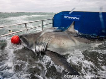 "Lydia" shortly before a tracking device was attached to her last year near Jacksonville, Fla. OCEARCH.org