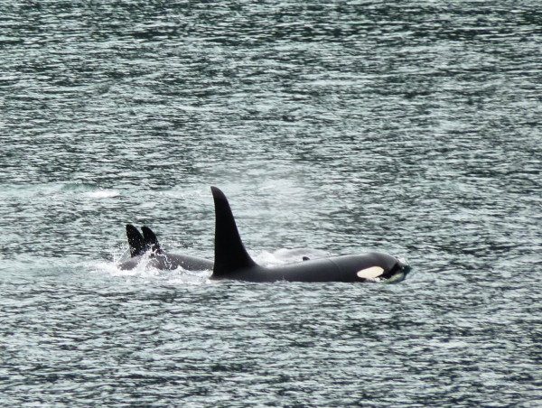 Three members of an orca pod surface in Gastineau Channel Thursday afternoon. (Ed Schoenfeld/CoastAlaska News)