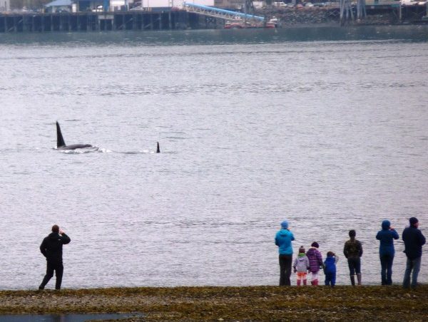Families watch an orca pod from the tidal flats below First Street in Douglas Thursday afternoon. (Ed Schoenfeld/CoastAlaska News)