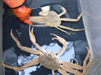 Tanner Crab. (Photo courtesy ADF&G)