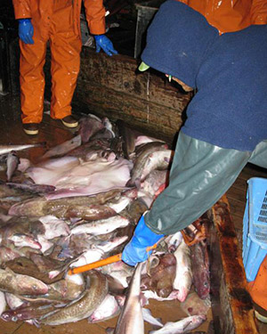 Observer sampling fish. (Photo by NOAA Fisheries)