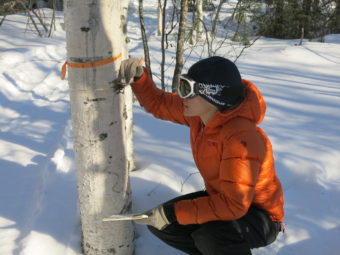 Ecologist Jesse Young measures how much a birch tree has expanded during the past week in a forest north of Fairbanks. (Photo by Ned Rozell)