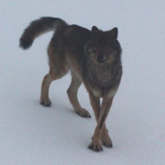 Southeast wolf (Photo courtesy of ADF&G)