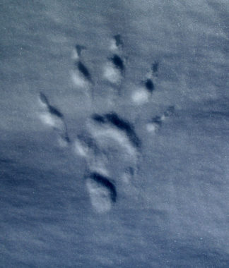 A wolverine track from upper Riley Creek in the Alaska Range. (Photo by Ned Rozell)