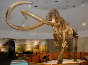 A fossil of a Columbian Mammoth in the Page Museum at the La Brea Tar Pits, Los Angeles. Wikimedia Commons
